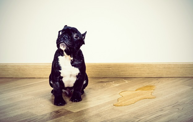 How To Get Dog Or Cat Urine Smell Out Of Hardwood Floors